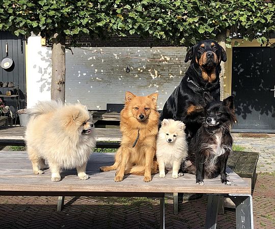 /files/Boerderij dieren/honden.jpg